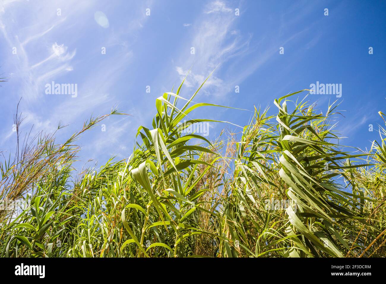 Wiegen von Schilfgrasen in der Brise, Blick aus einem niedrigen Winkel in Richtung des blauen Himmels Stockfoto
