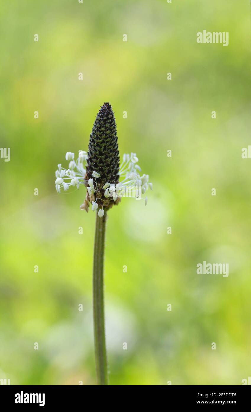 Plantago Hauptblume Nahaufnahme Stockfoto