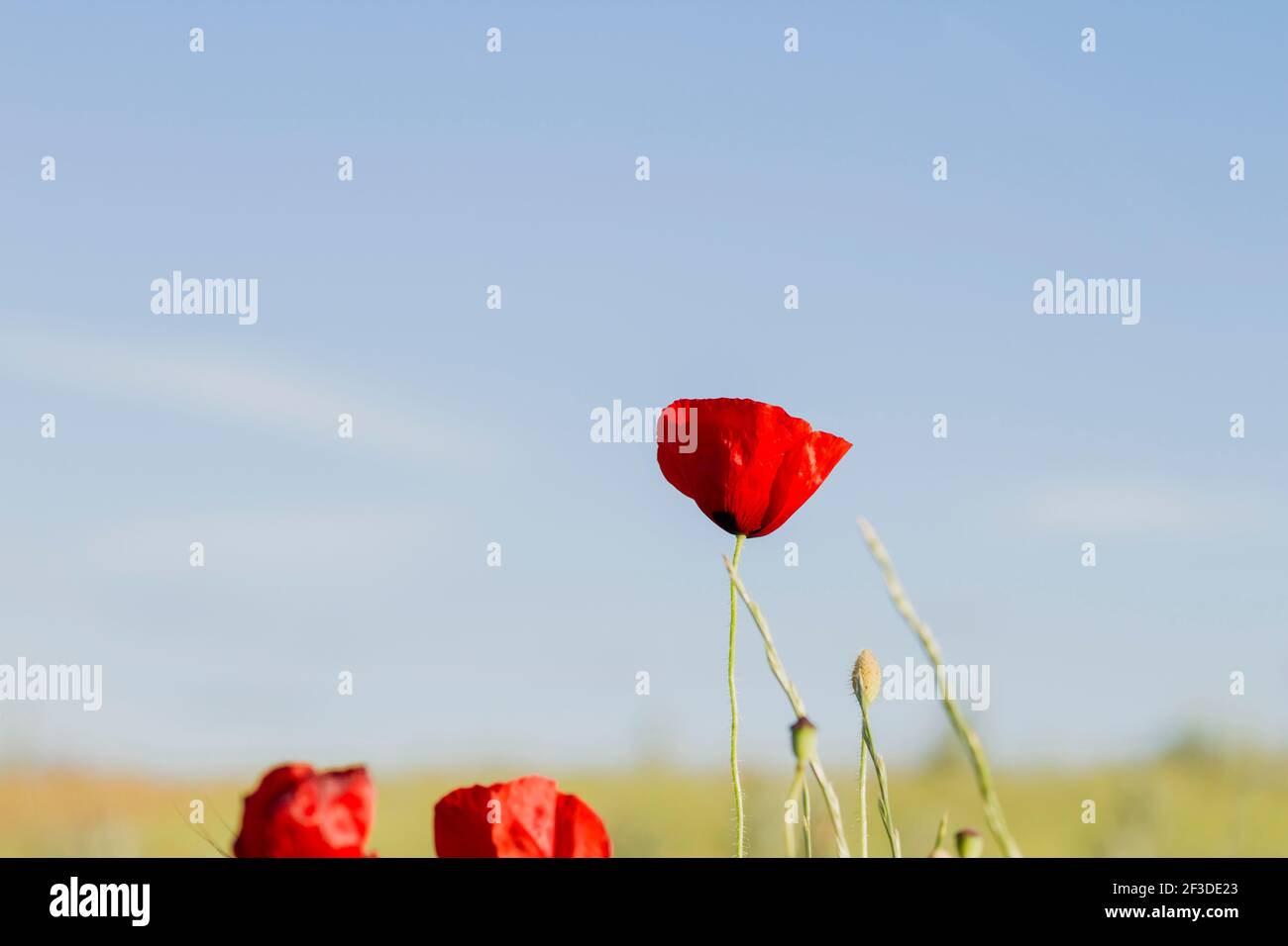 Wilde rote Mohnblüten blühen im Frühling Stockfoto