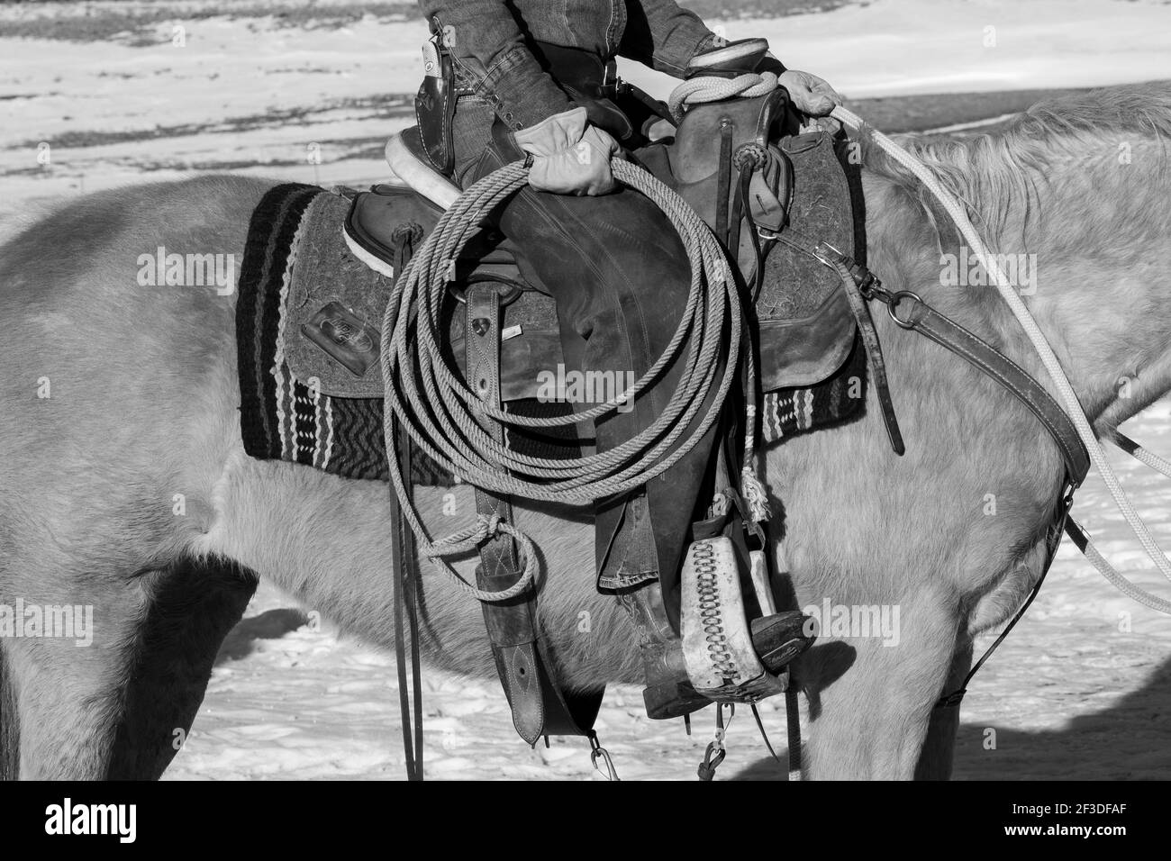 USA, Colorado, Westcliffe, Music Meadows Ranch. Weibliche Ranchhand in typischer westlicher Ranchkleidung. Modell Freigegeben. S/W Stockfoto