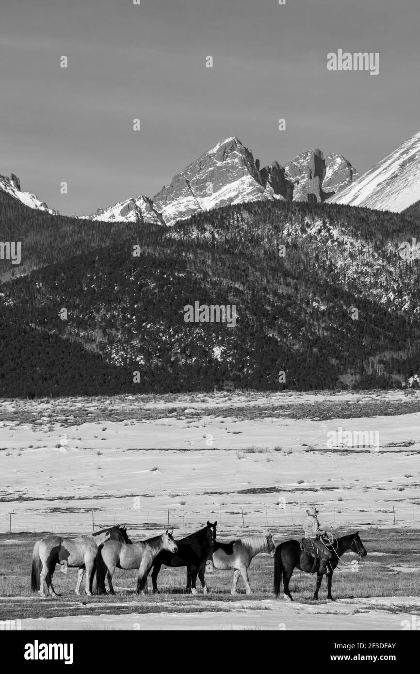 USA, Colorado, Custer County, Westcliffe, Music Meadows Ranch. Weibliche Ranch Hand mit Herde von Pferden. Modell Freigegeben. Stockfoto