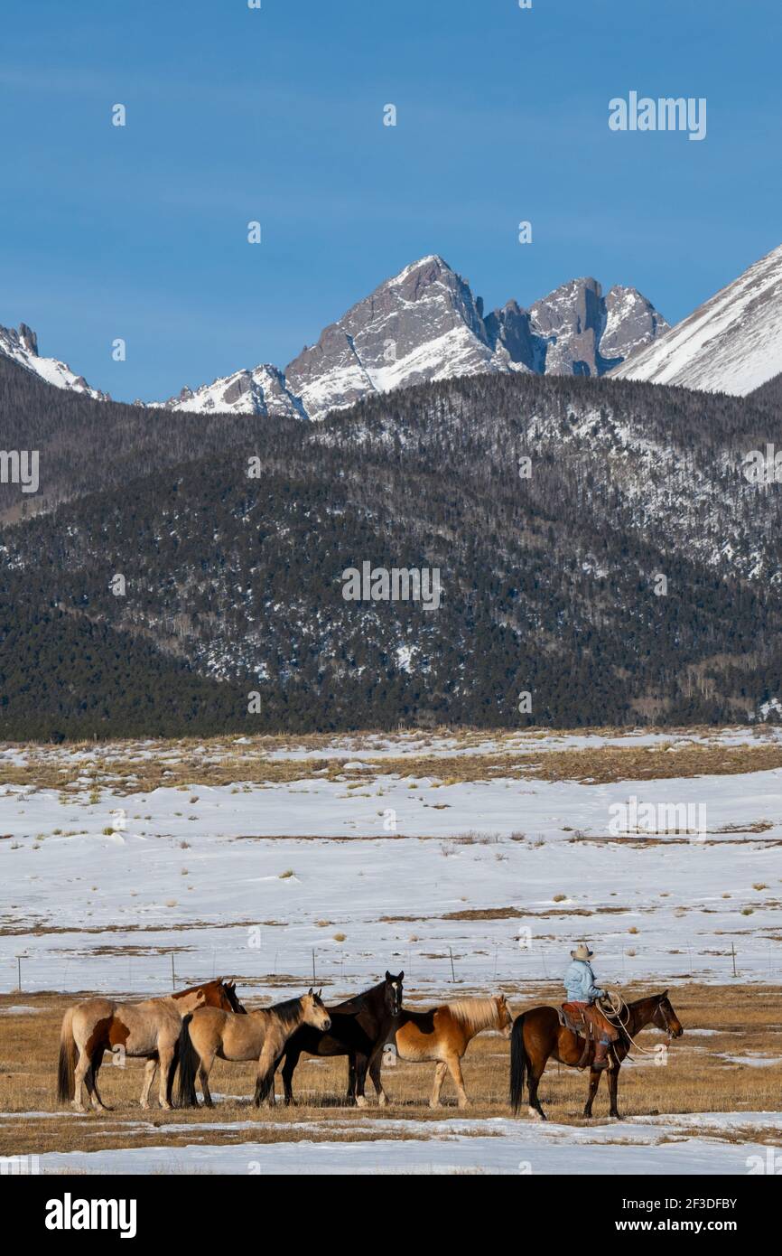USA, Colorado, Custer County, Westcliffe, Music Meadows Ranch. Weibliche Ranch Hand mit Herde von Pferden. Modell Freigegeben. Stockfoto