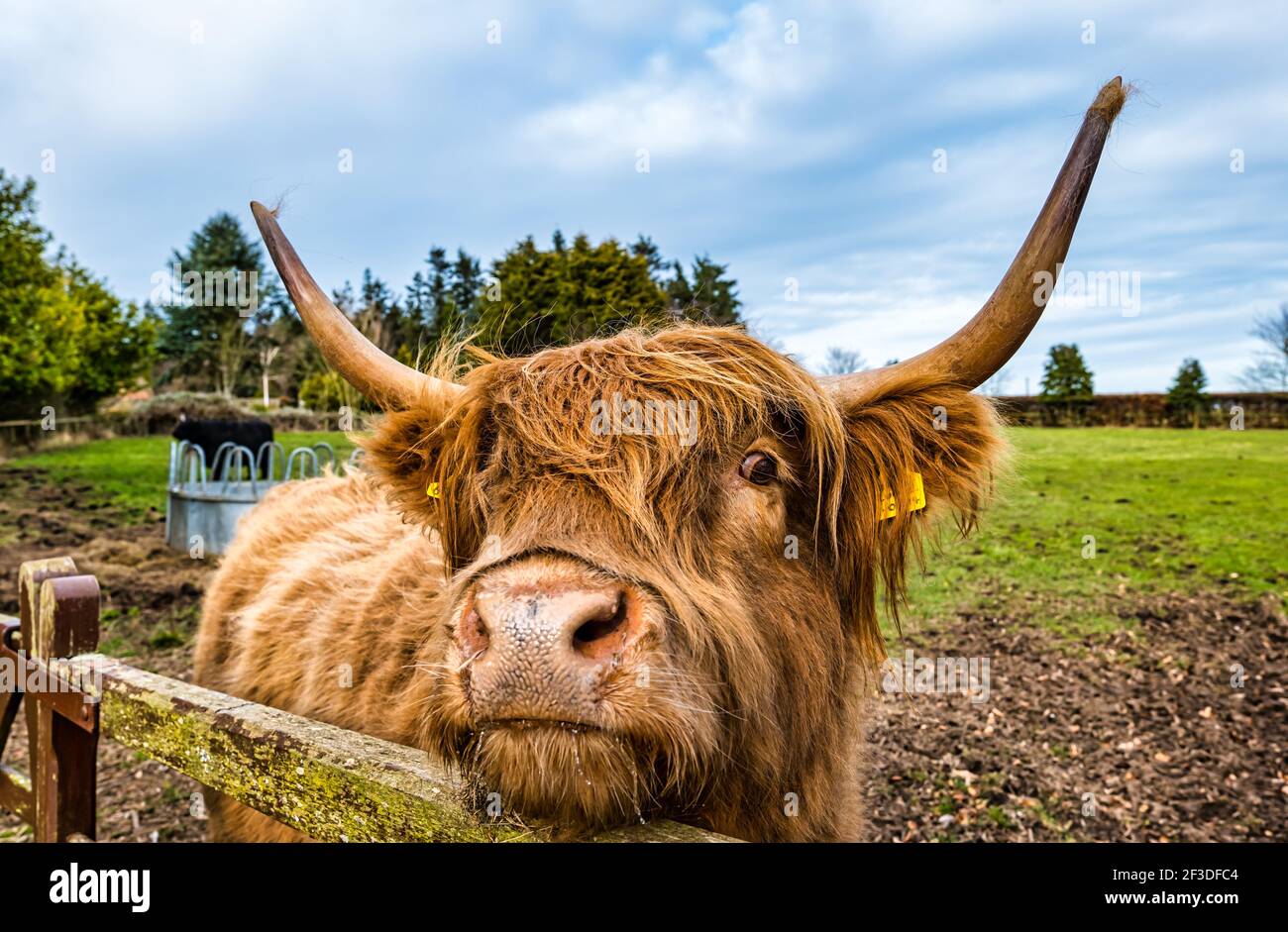 Nahaufnahme eines braunen Highland-Kuhbullen mit großen Hörnern an einem Tor in einem Feld, Schottland, Großbritannien Stockfoto