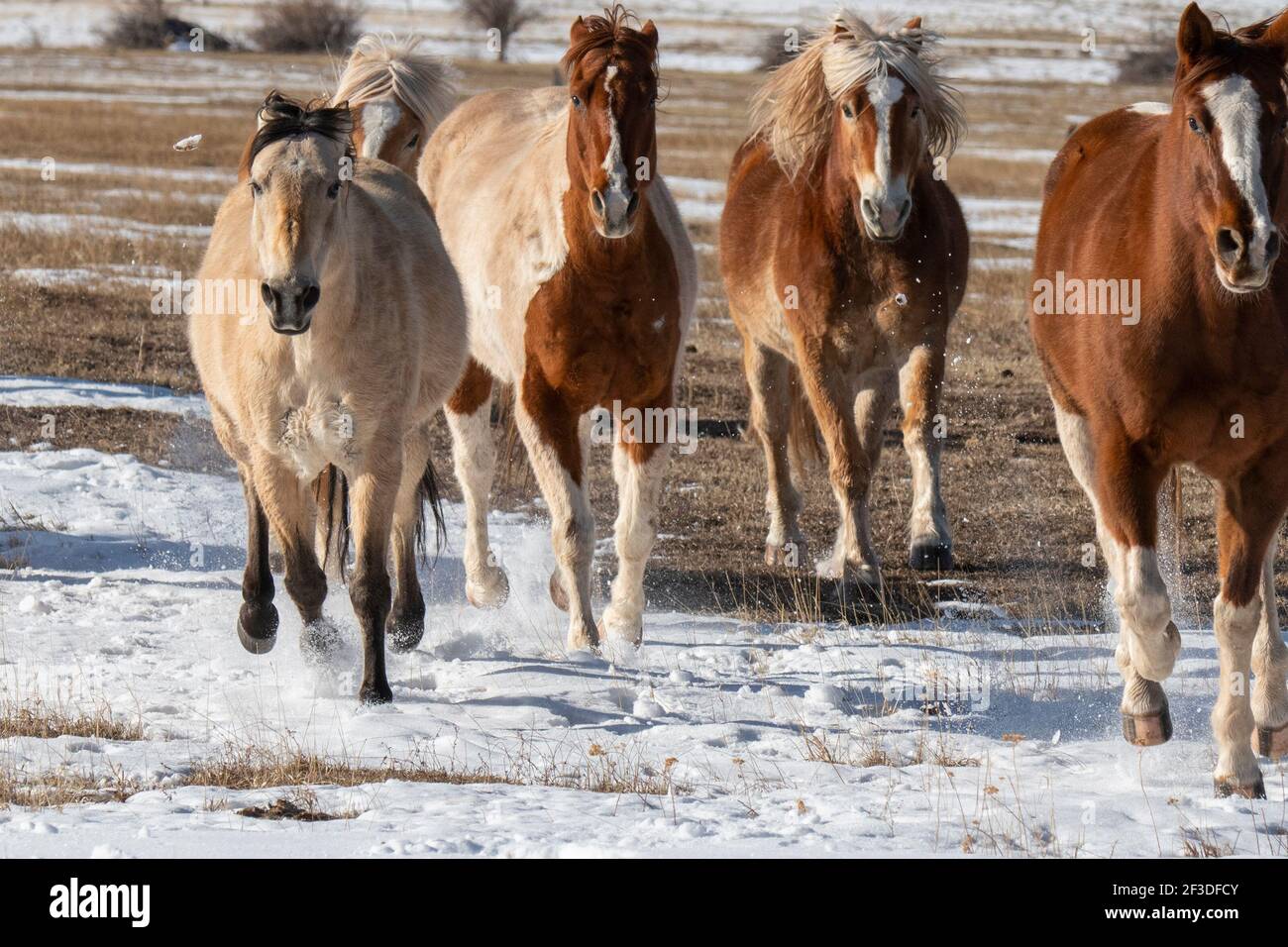 USA, Colorado, Westcliffe, Music Meadows Ranch. Herde von Mischpferden, die im Schnee laufen. Stockfoto