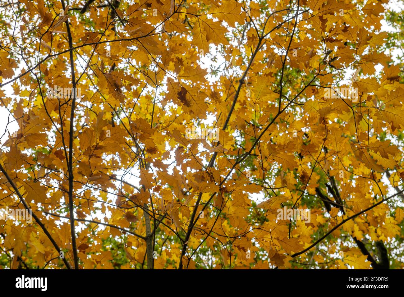 Quercus rubra rote Eiche Laubbaum Herbstlaub Stockfoto