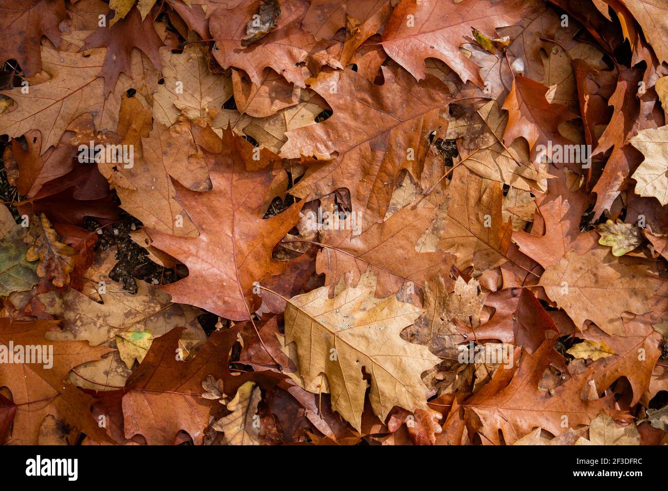 Quercus rubra Laubbaum herbstlich gefallene Blätter Stockfoto