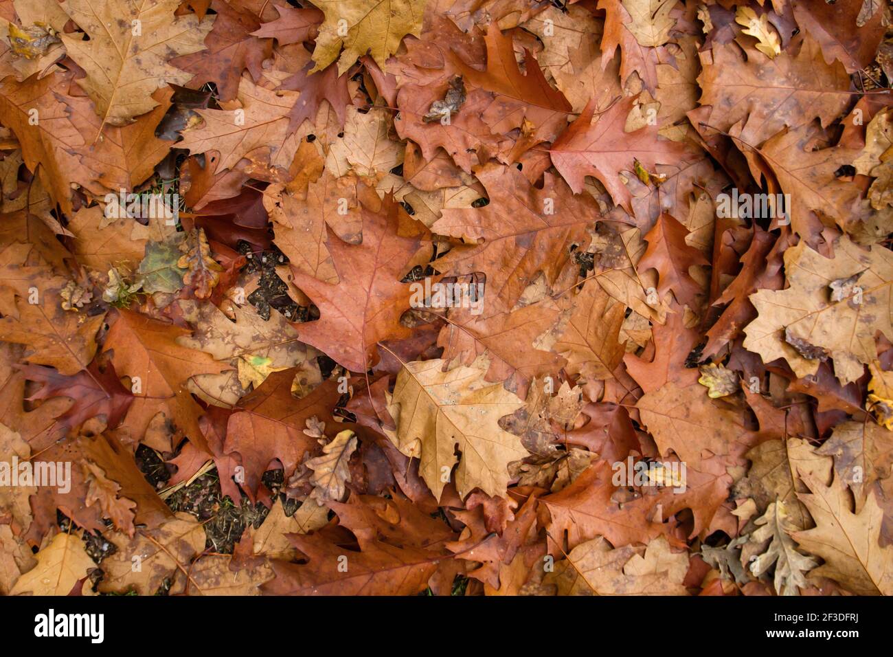 Quercus rubra Laubbaum herbstlich gefallene Blätter Draufsicht Stockfoto