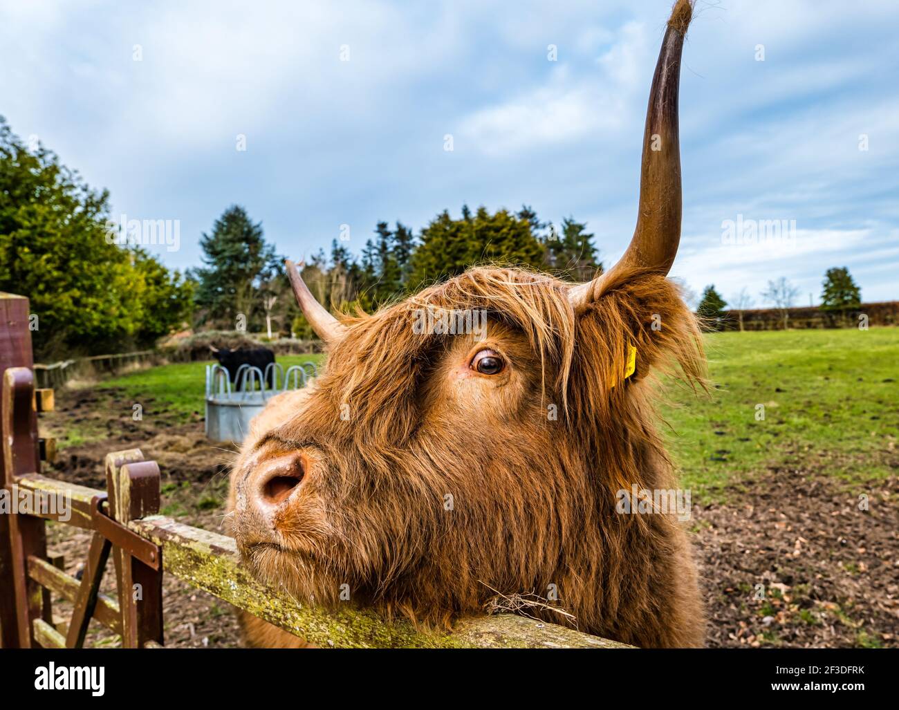 Nahaufnahme eines braunen Highland-Kuhbullen mit großen Hörnern an einem Tor in einem Feld, Schottland, Großbritannien Stockfoto