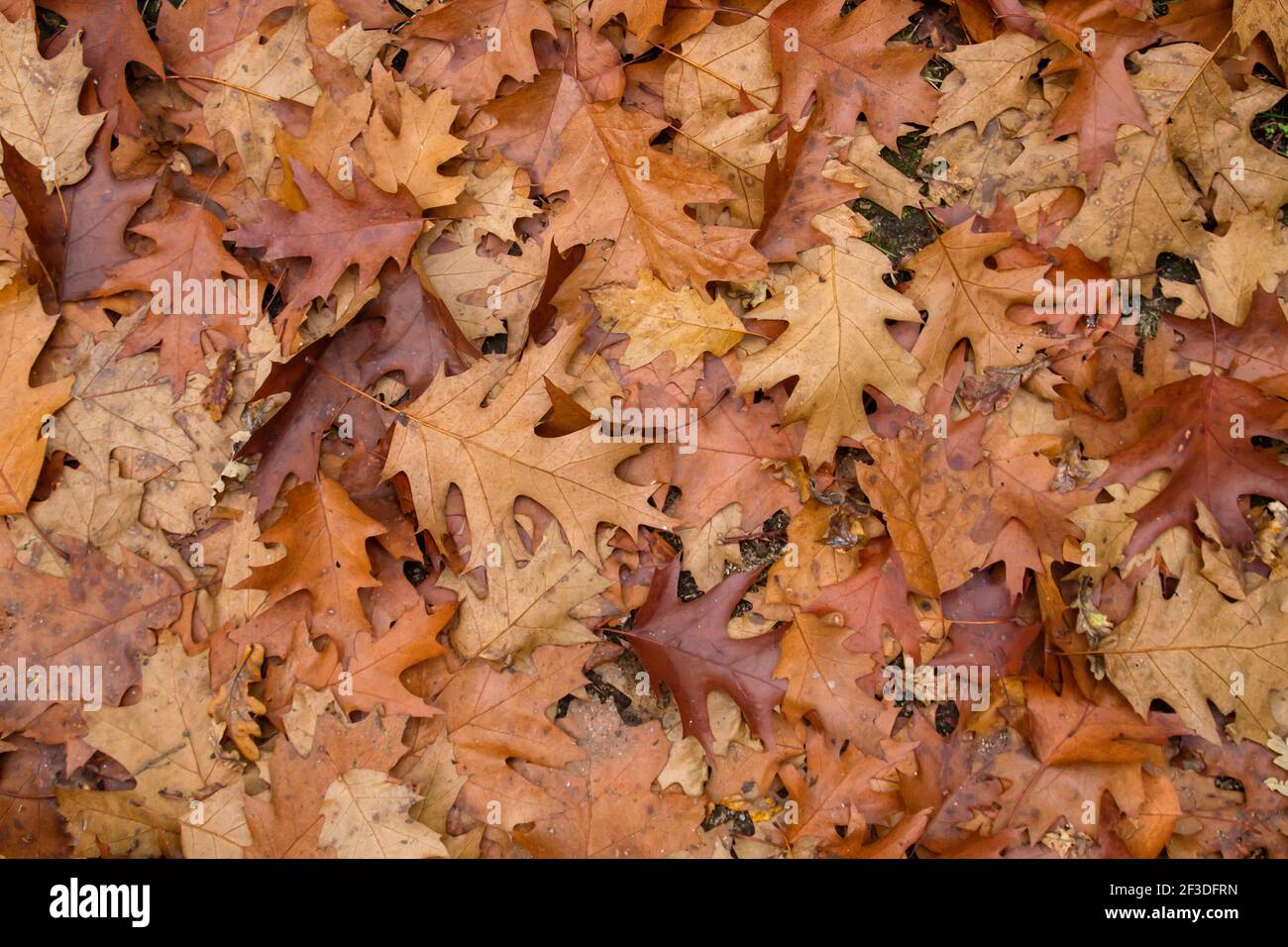 Quercus rubra Laubbaum herbstlich gefallene Blätter Stockfoto