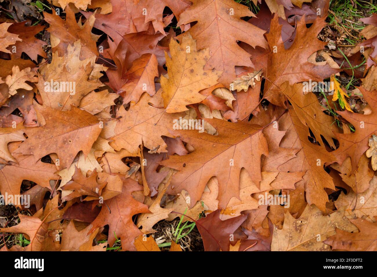 Quercus rubra rote Eiche Laubbaum fallen Blätter im Herbst Stockfoto