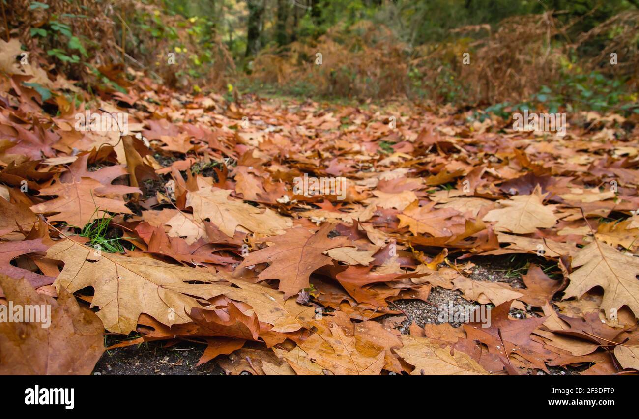 Quercus rubra rote Eiche herbstlich gefallene Blätter im Laubwald Stockfoto
