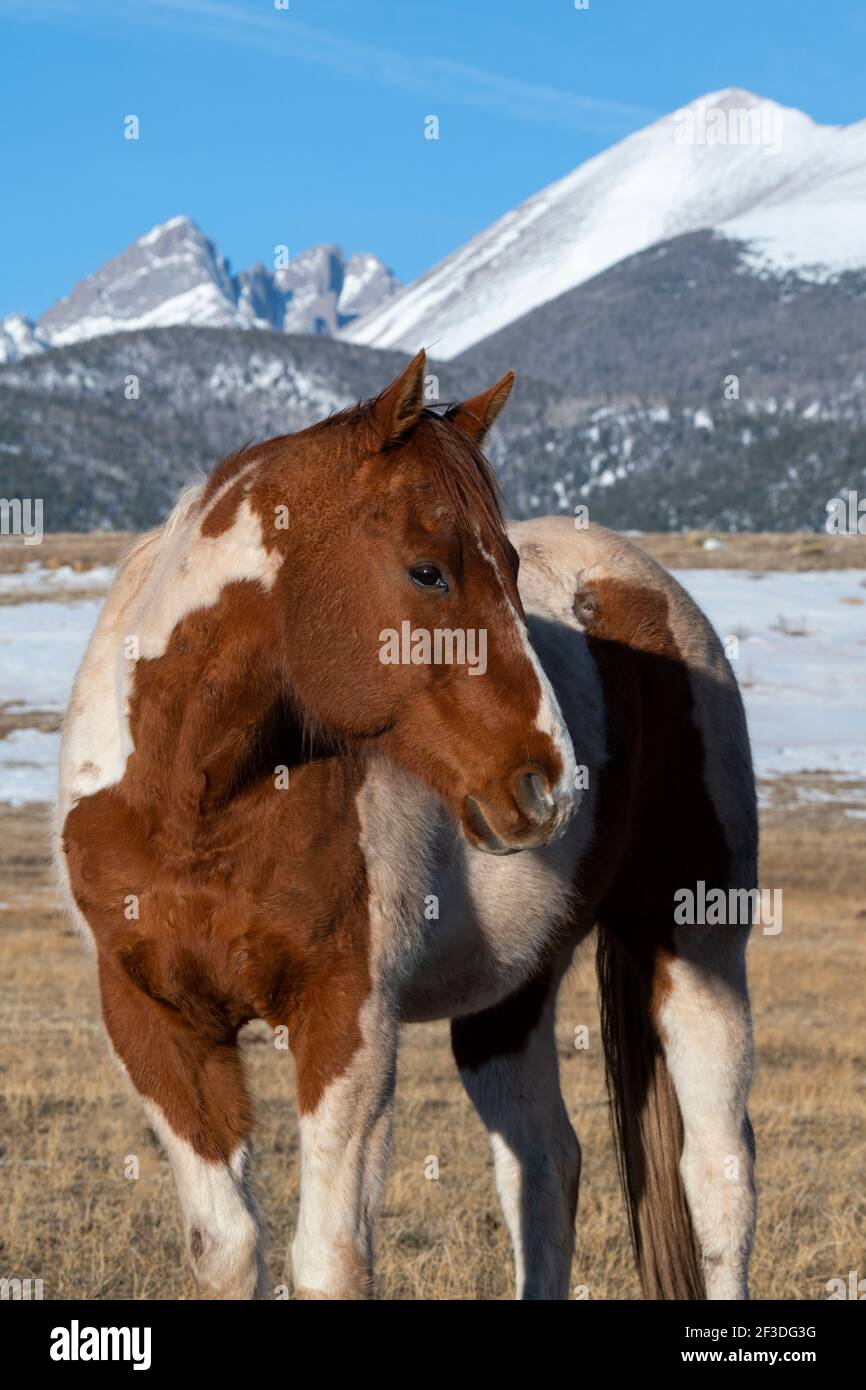 Colorado, Westcliffe, Music Meadows Ranch. Malen Pferd mit Rocky Mountains in der Ferne. Stockfoto