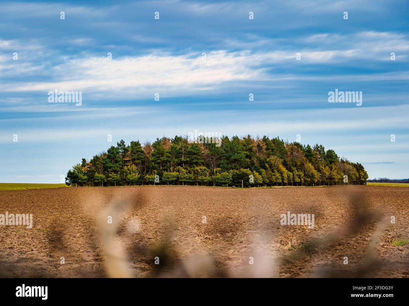 Baumkreis in Plantage in der Mitte des gepflügten Feldes, East Lothian, Schottland, Großbritannien Stockfoto