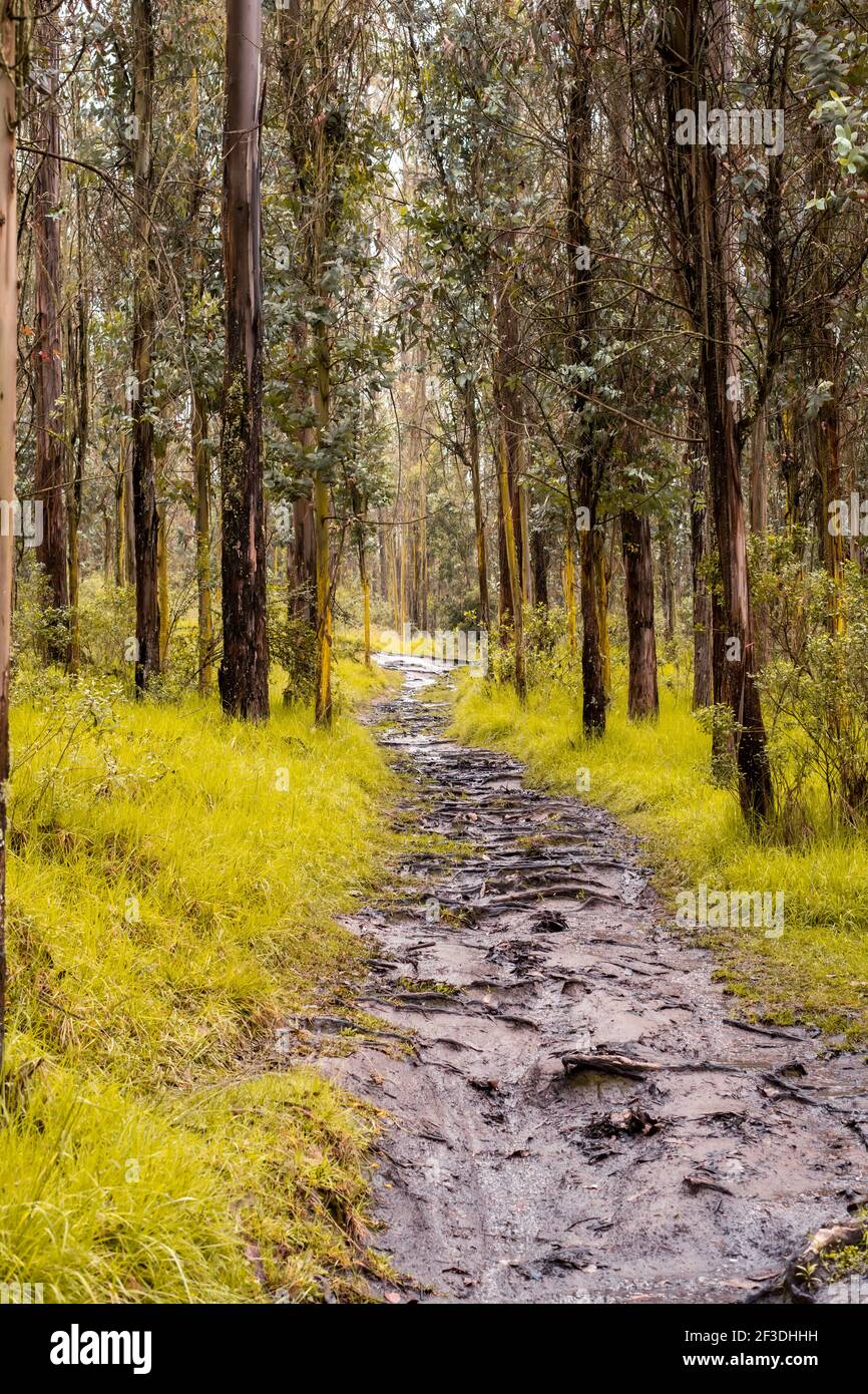 Ein Spaziergang durch einen Park. Genießen Sie die Natur um ihn herum. Stockfoto