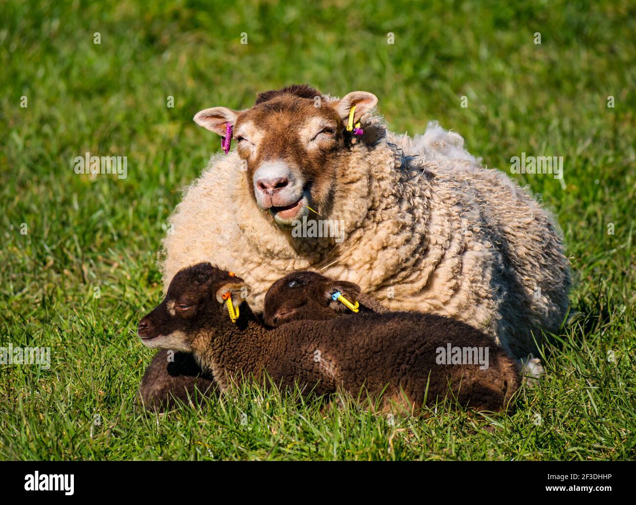 Shetland Schafe Zwillingslämmer braun liegend in grasbewachsenen Feld mit Mutter Mutterschafe im Frühling Sonnenschein, East Lothian, Schottland, Großbritannien Stockfoto