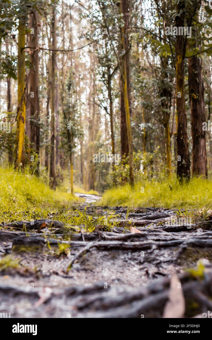 Ein Spaziergang durch einen Park. Genießen Sie die Natur um ihn herum. Stockfoto
