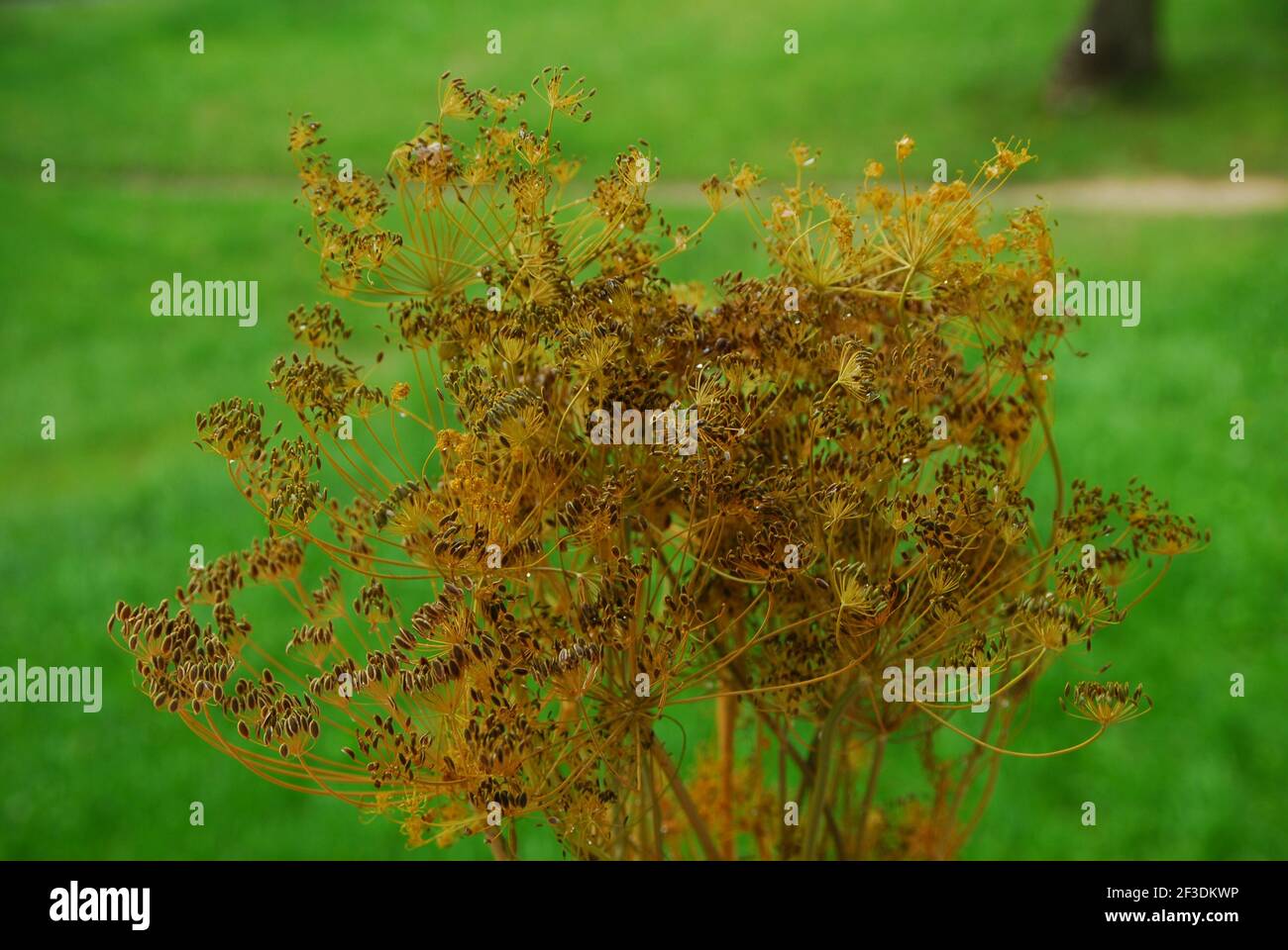 Anethum, anethum graveolens, Dill, Dildolde, apiaceae, Kraut Stockfoto