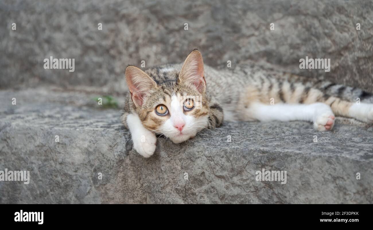 Niedliches Katzenkätzchen, gestromt mit weiß, faul auf einer steinigen Treppe ruhend, oben mit breiten gelben Augen blickend Stockfoto