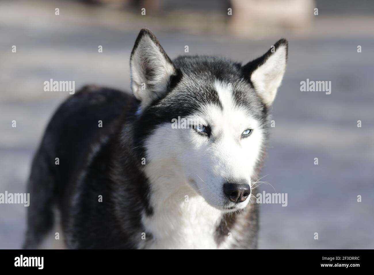 Husky Hund genießen den Schnee während des kalten Winters Stockfoto