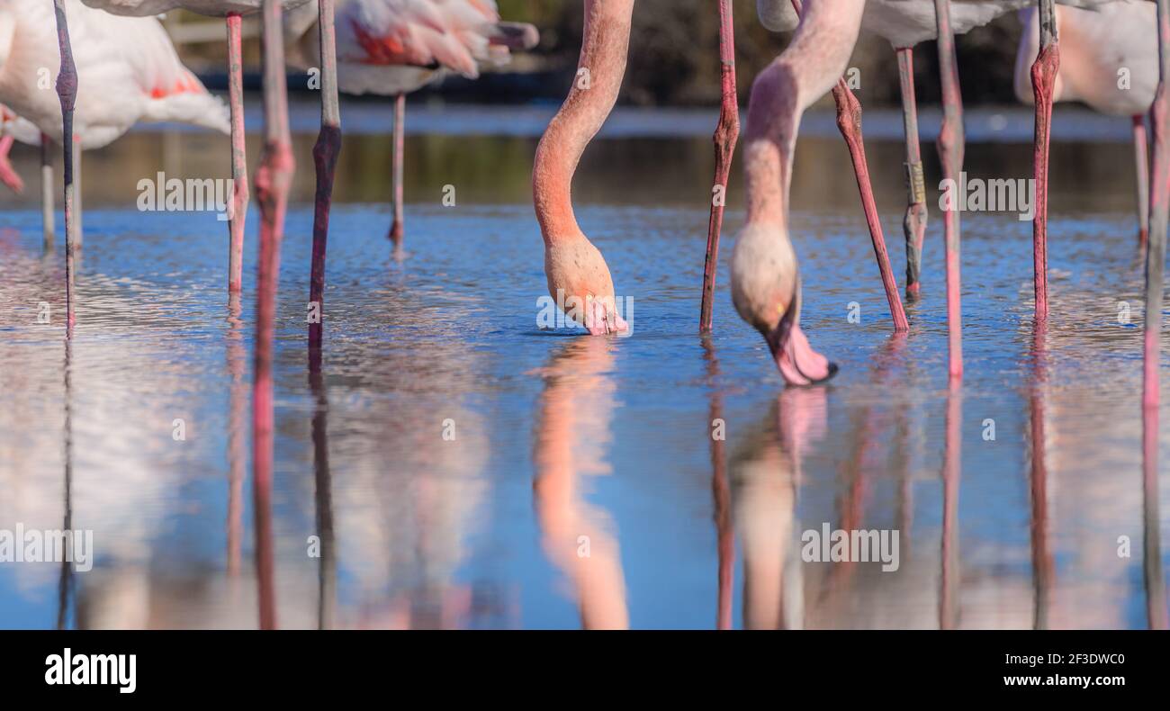 Beschnittene Ansicht von Flamingo-Vögeln. Lange und dünne Vogelbeine. Nahaufnahme von Wildtieren. Reflexion auf der Wasseroberfläche. Stockfoto