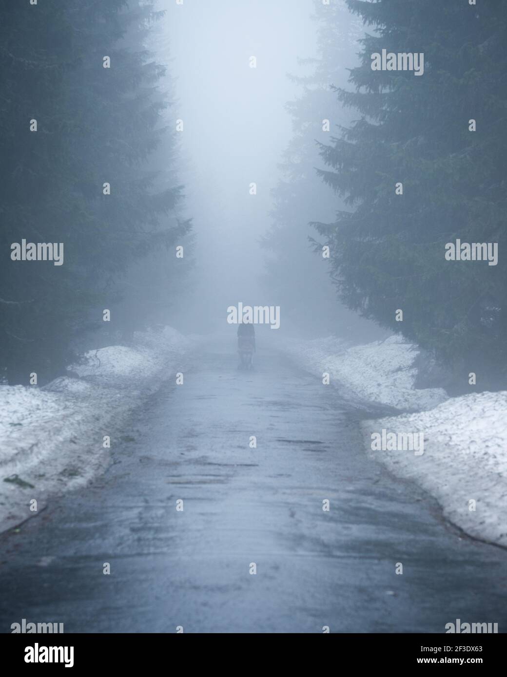 Nicht identifizierbare Person, die auf nasser Asphaltstraße durch Winterwald läuft. Schneeverwehungen an Straßenrändern. Dichter Nebel vervollständigt die mystische Atmosphäre. Stockfoto