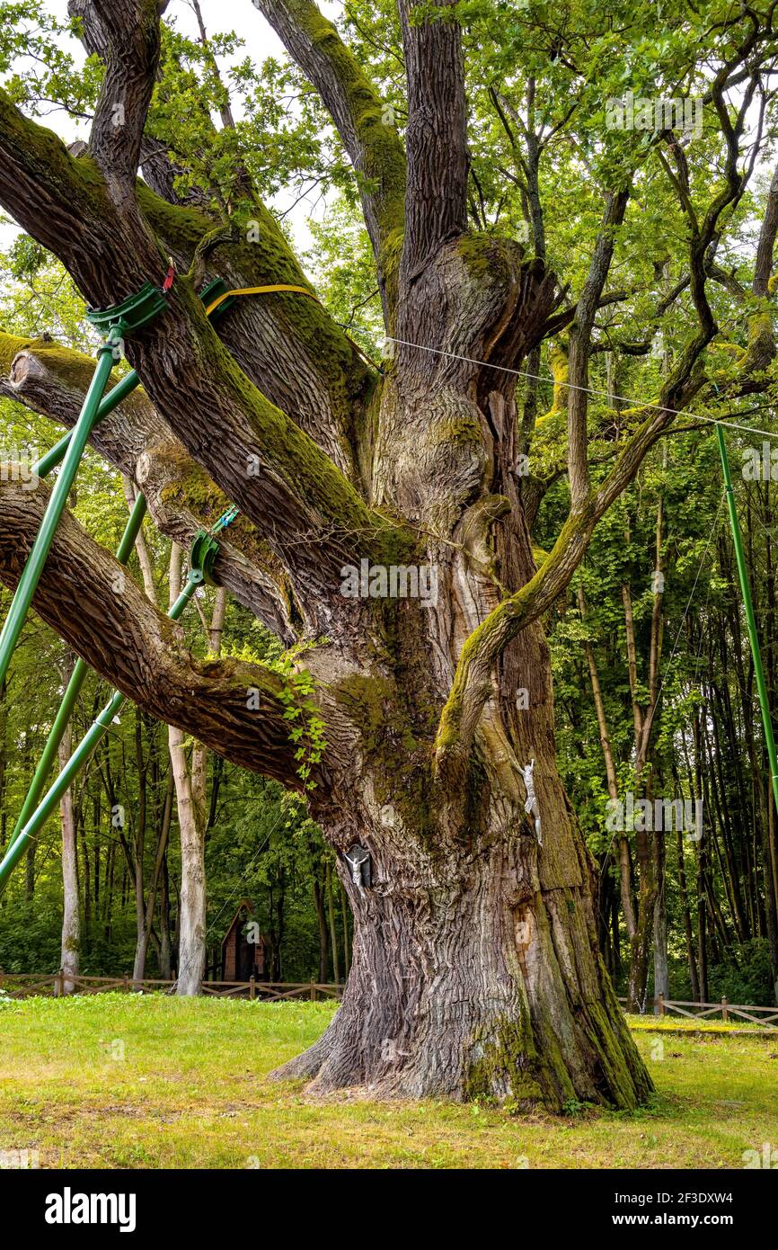 Zagnansk, Polen - 23. August 2020: Bartek Eiche Naturdenkmal, eine der ältesten Eiche in Polen, über 800 Jahre im Swietokrzyskie-Gebirge vill gealtert Stockfoto