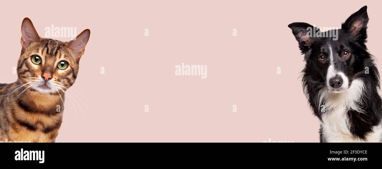 Porträt einer tabby Katze und einem Border Collie Schäferhund Blick auf die Kamera vor einem pastellrosa Hintergrund Stockfoto