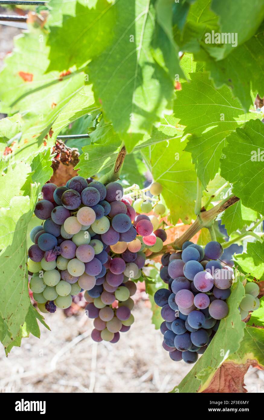 Grape Vine Culture Stockfotos und -bilder Kaufen - Seite 2 - Alamy