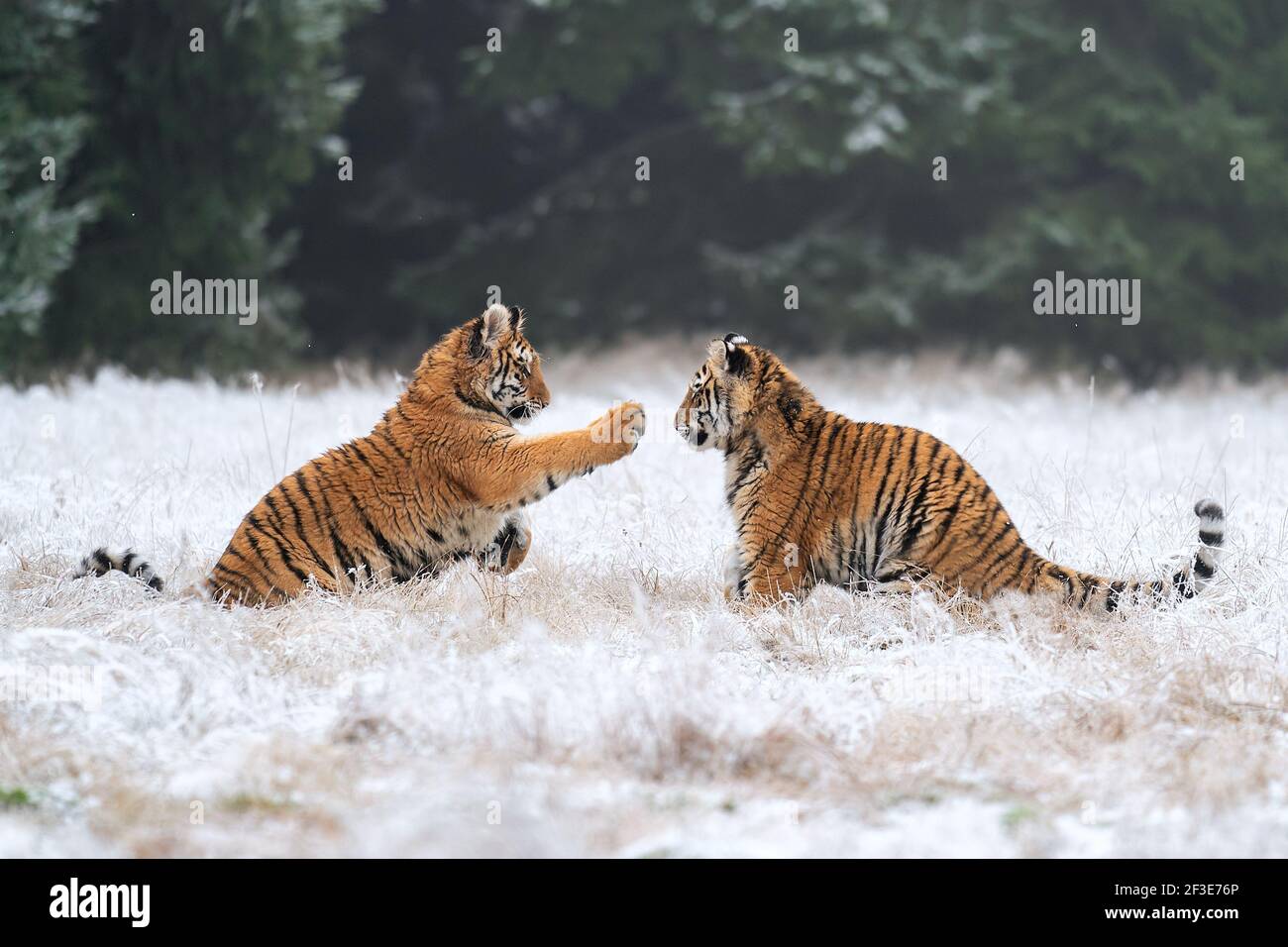 Junge Tiger spielen im Schnee. Sibirischer Tiger im Winter in einem natürlichen Lebensraum. Panthera tigris altaica Stockfoto