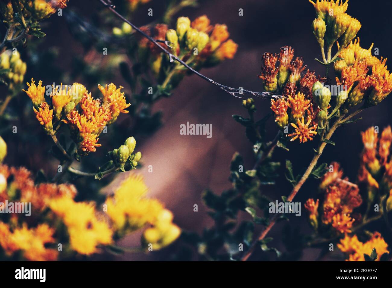 Nahaufnahme Foto von bunten Blumen Stockfoto