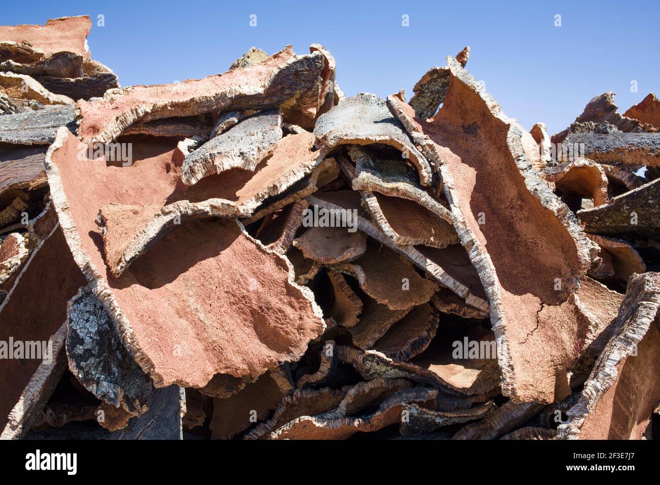 Trocknungsstreifen von Korkrinde Stockfoto