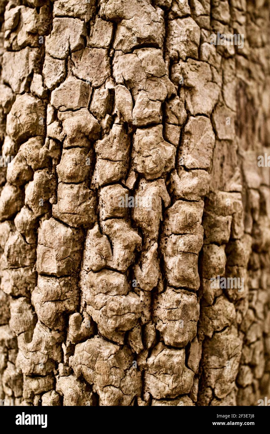 Detail der Baumrinde in Johnson Park, Raleigh, North Carolina, USA Stockfoto