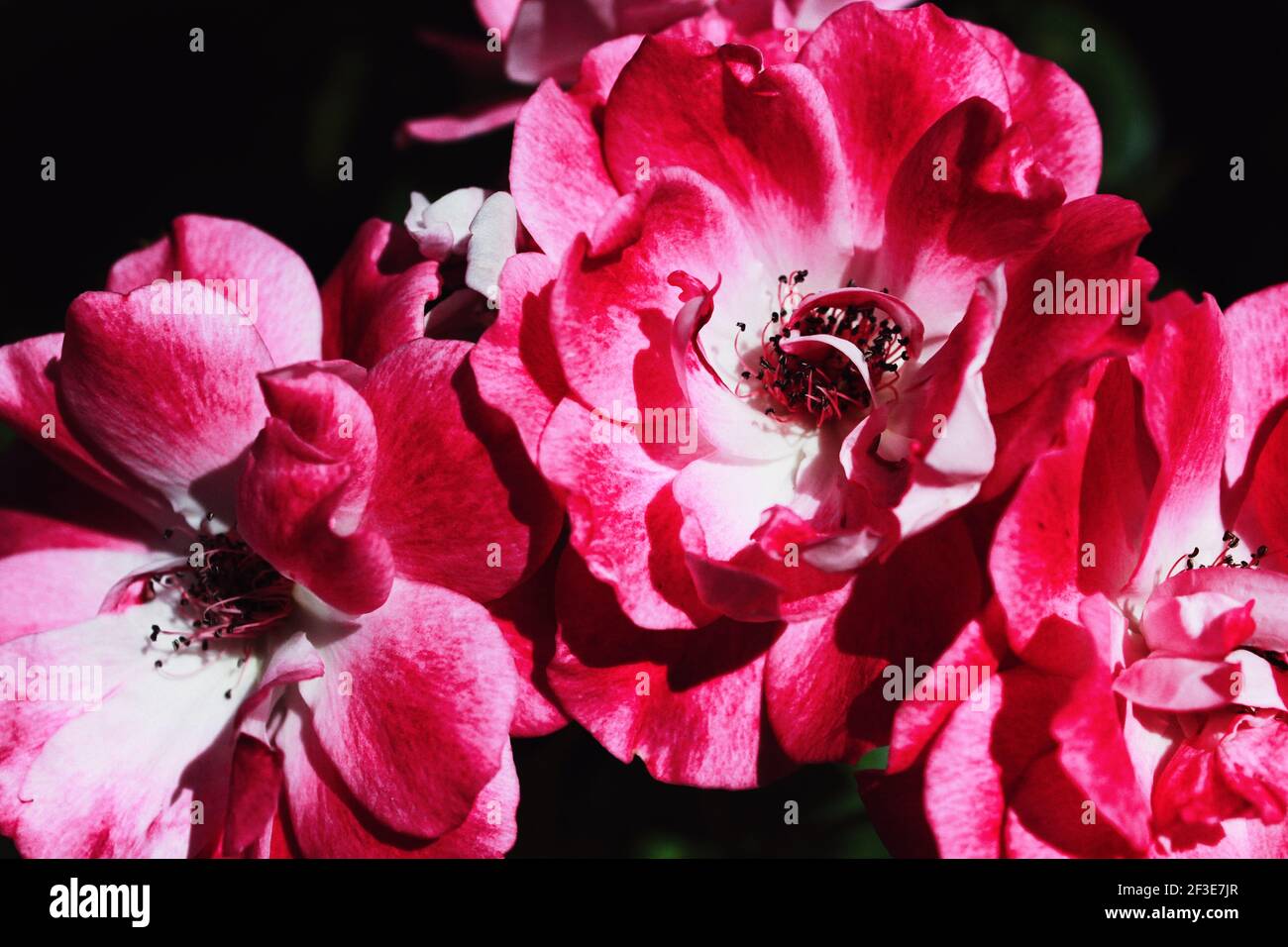 Nahaufnahme Foto von bunten Blumen Stockfoto