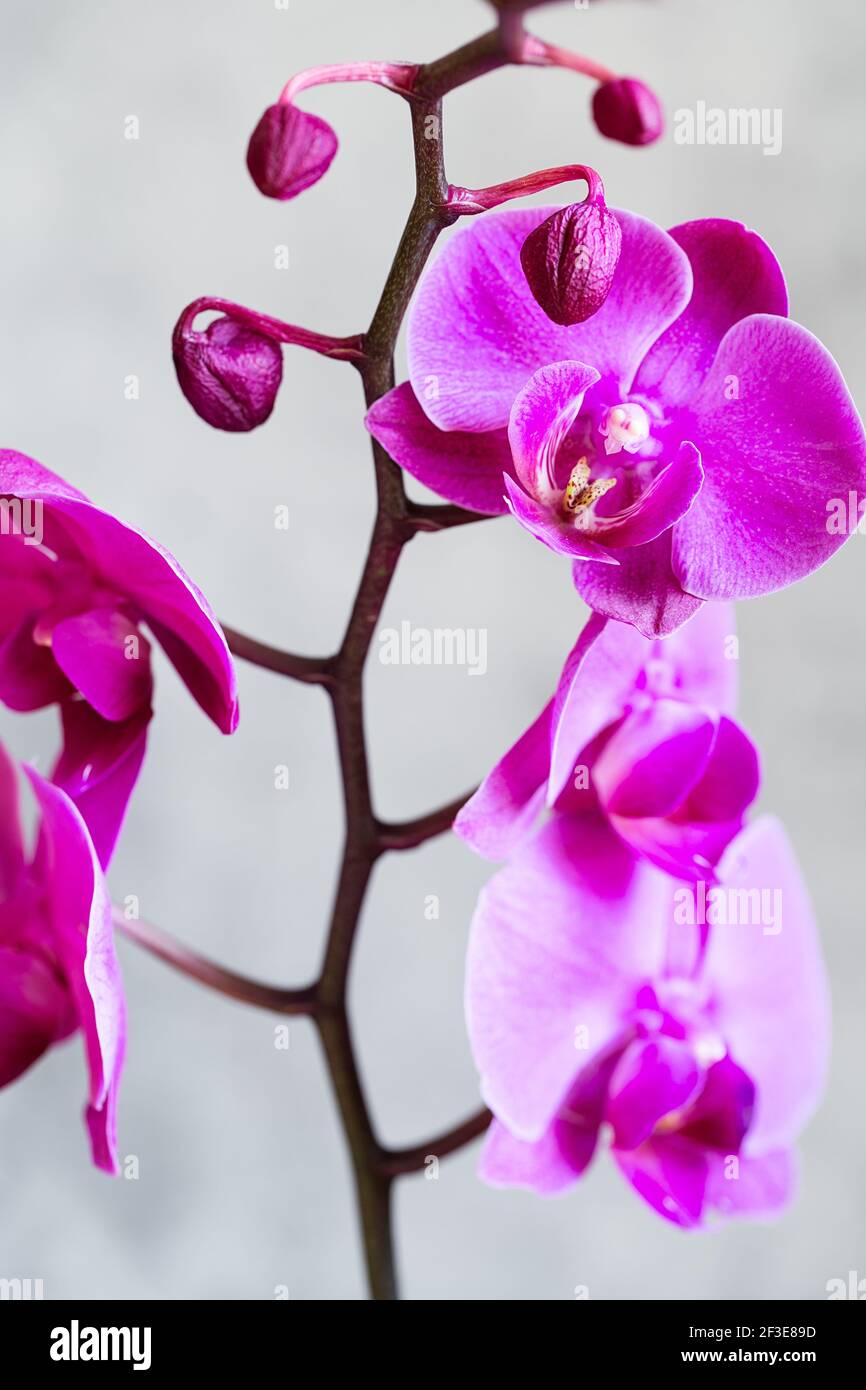 Lila Orchideenblüte phalaenopsis, phalaenopsis oder falah auf einem grauen  Hintergrund. Schmetterlingsorchideen. Violette Orchidee blüht und blüht.  Pink Phalaenopsi Stockfotografie - Alamy