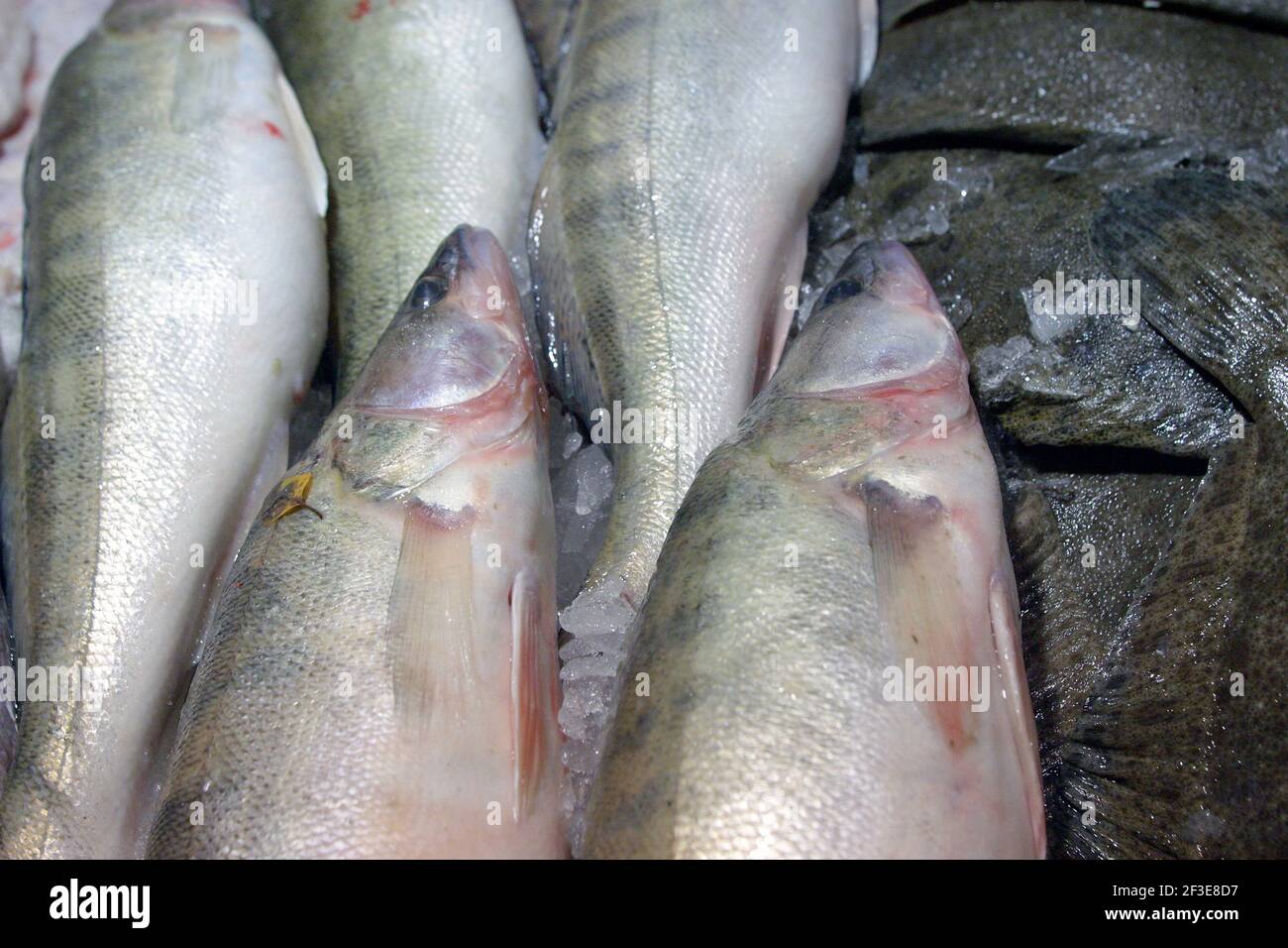 Frischer Zander auf einem Fischmarkt Stockfoto