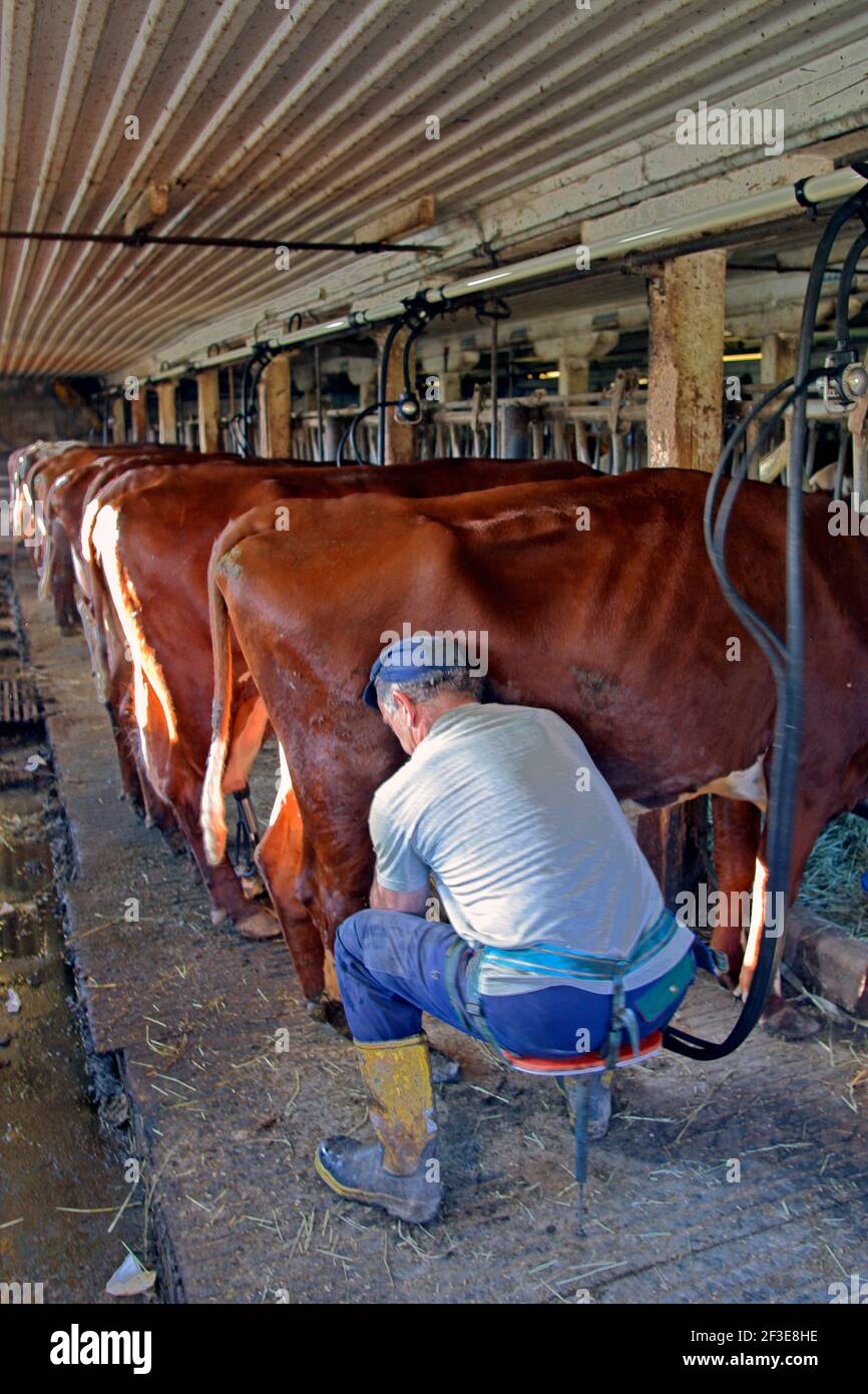 Milchbauer arbeitet im Melkstand, Foto Bo Arrhed Stockfoto