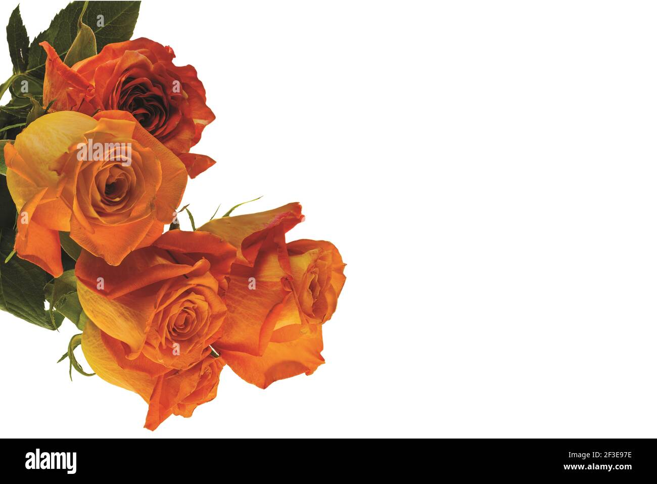 Wunderschöne orange Rosen Nahaufnahme isoliert auf weißem Hintergrund. Valentinstag Hintergründe. Stockfoto