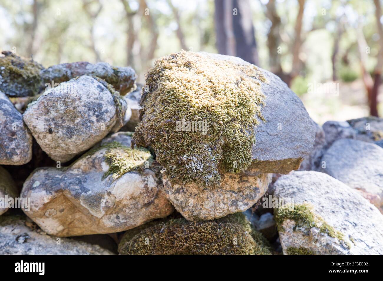 Flechten, die auf Felsen einer Mauer in Sardinien wachsen Stockfoto