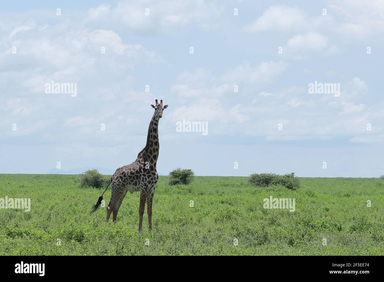 Die Masai-Giraffe, auch Maasai-Giraffe genannt, ist die größte Unterart der Giraffe. Sie stammt aus Ostafrika. Stockfoto