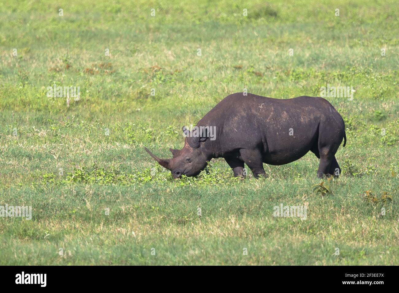 Das schwarze Nashorn oder Hakennashorn ist eine Art von Nashorn, die im östlichen und südlichen Afrika beheimatet ist. Stockfoto