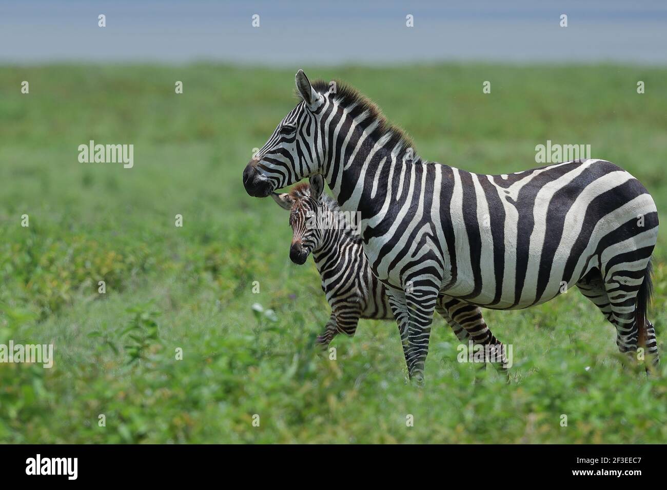 Die Präriezebra, auch übliches Zebra genannt, ist die häufigste und geografisch weit verbreitete Zebraart. Stockfoto