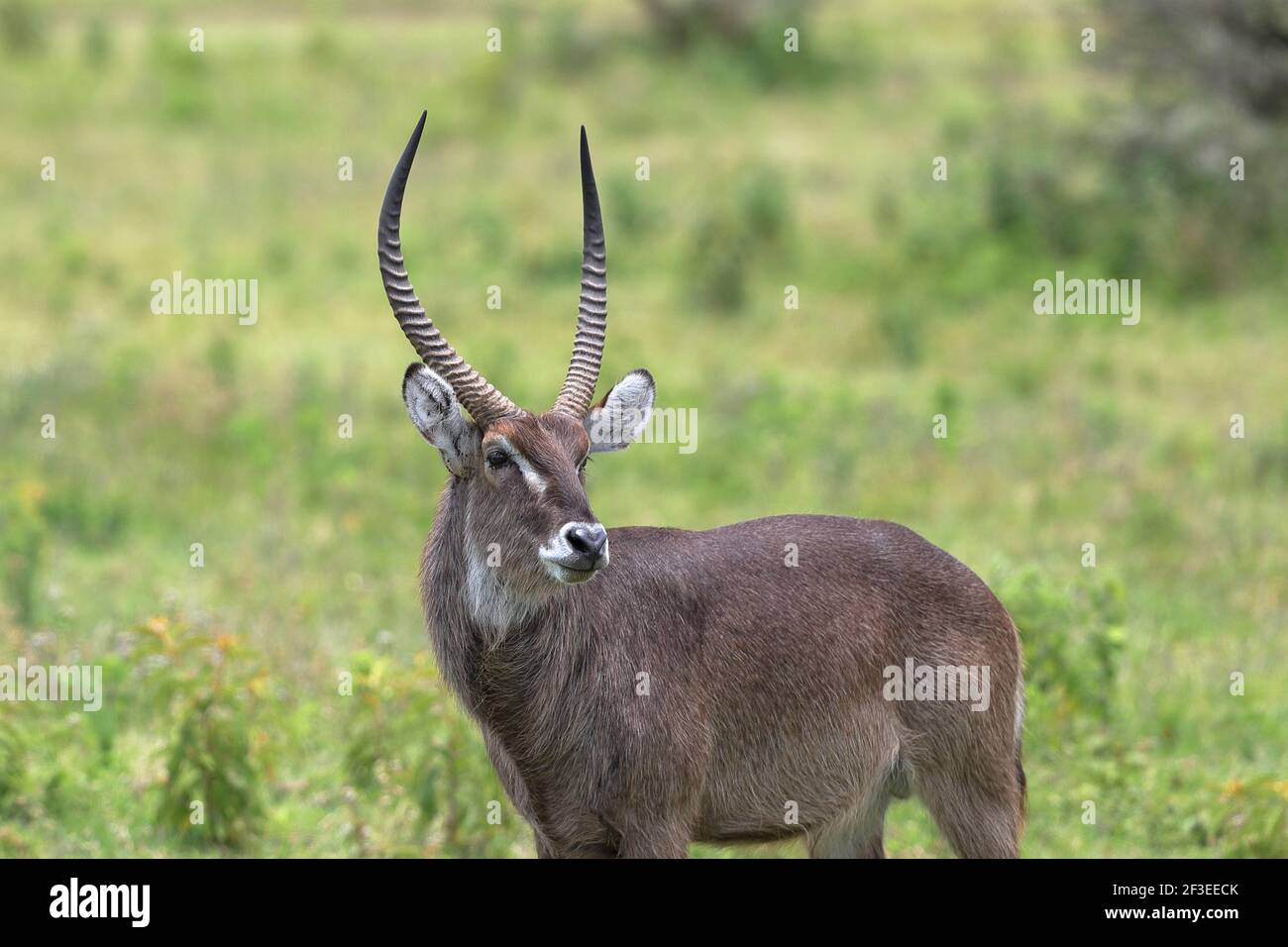Der Wasserbüffel ist eine große Antilope gefunden weit verbreitet in Afrika südlich der Sahara. Es ist in der Gattung Kobus der Familie Hornträger platziert. Stockfoto