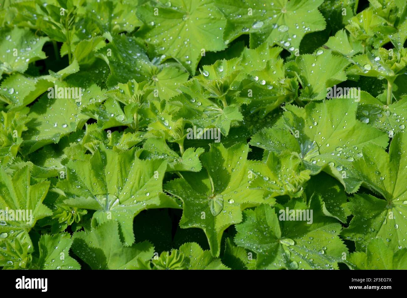 Regentropfen auf grünen Blättern. Die Tropfen sind wie Perlen. Das Laub wird mit Feuchtigkeit lebendig. Stockfoto