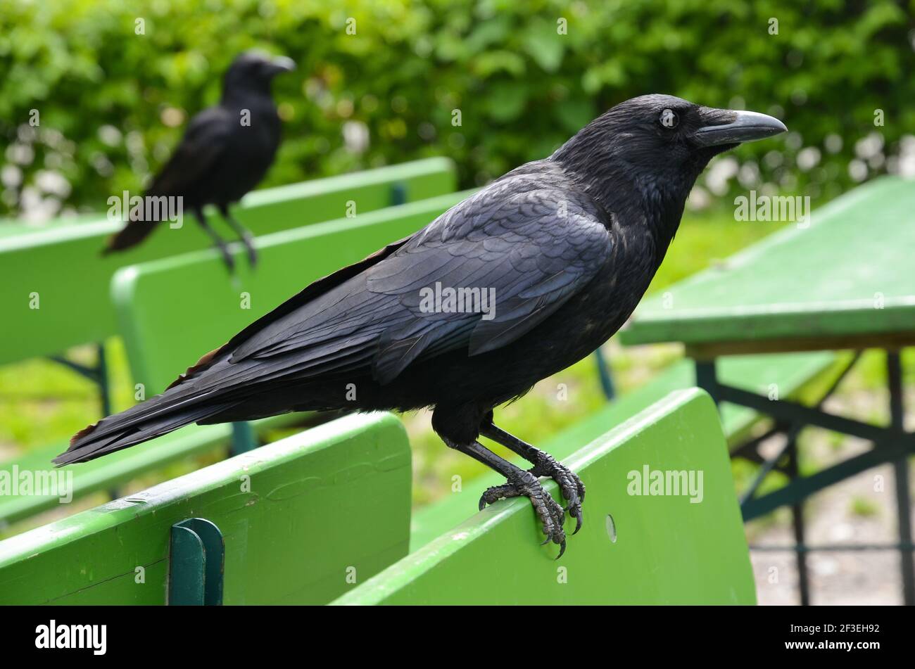 Englisch raben -Fotos und -Bildmaterial in hoher Auflösung – Alamy