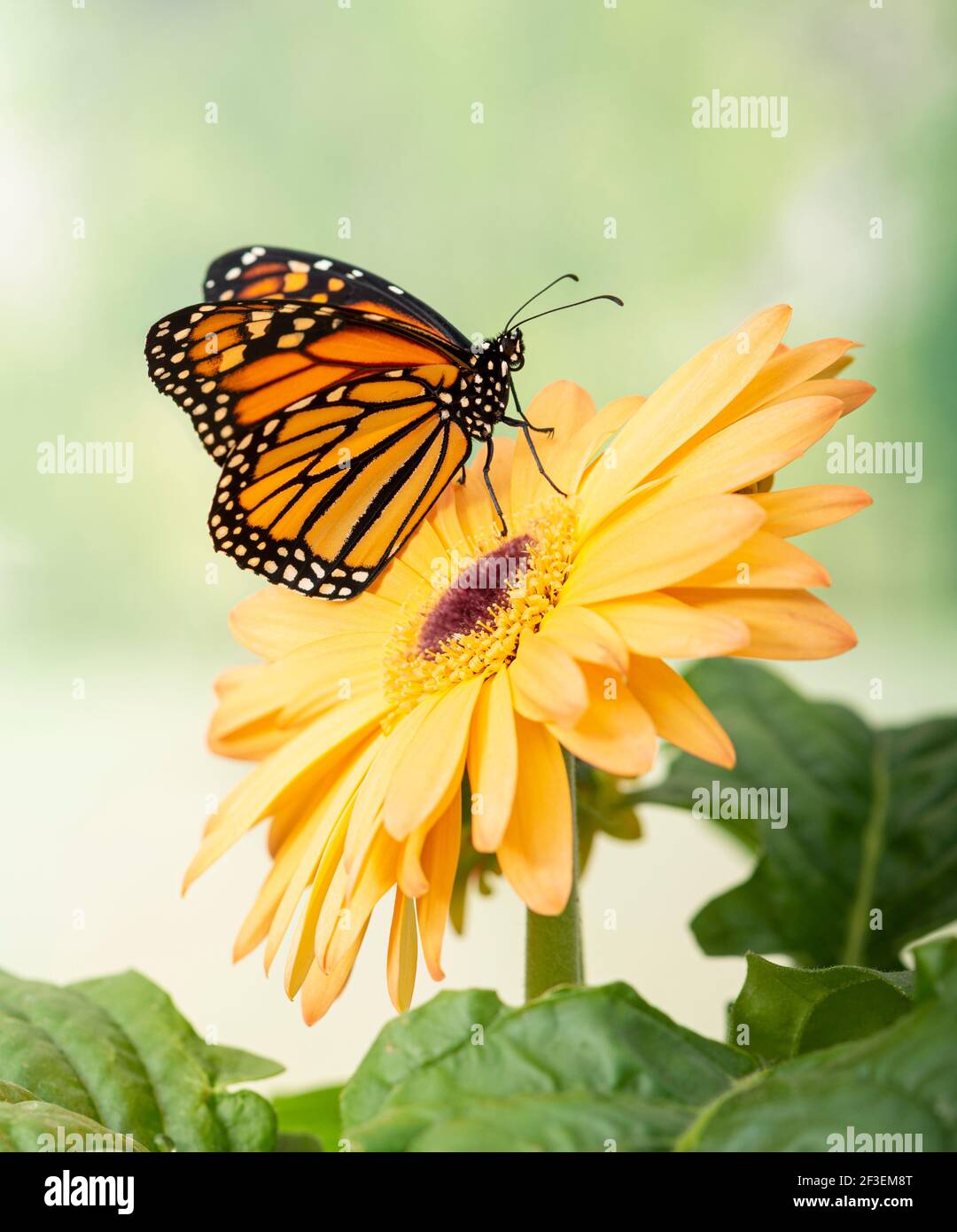 Makro-Seitenansicht eines Monarchschmetterlings / danaus plexippus Auf einer gelben Gerbera Blume Stockfoto
