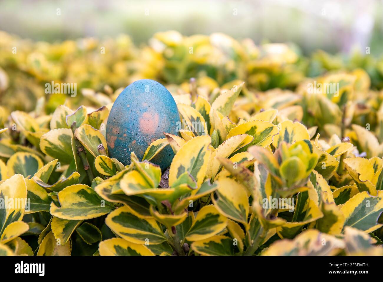 Bereit für eine Ostereiersuche? Ein hellblaues Ei liegt auf einem grünen und gelben Busch und wartet darauf, dass ein Kind es findet. Stockfoto