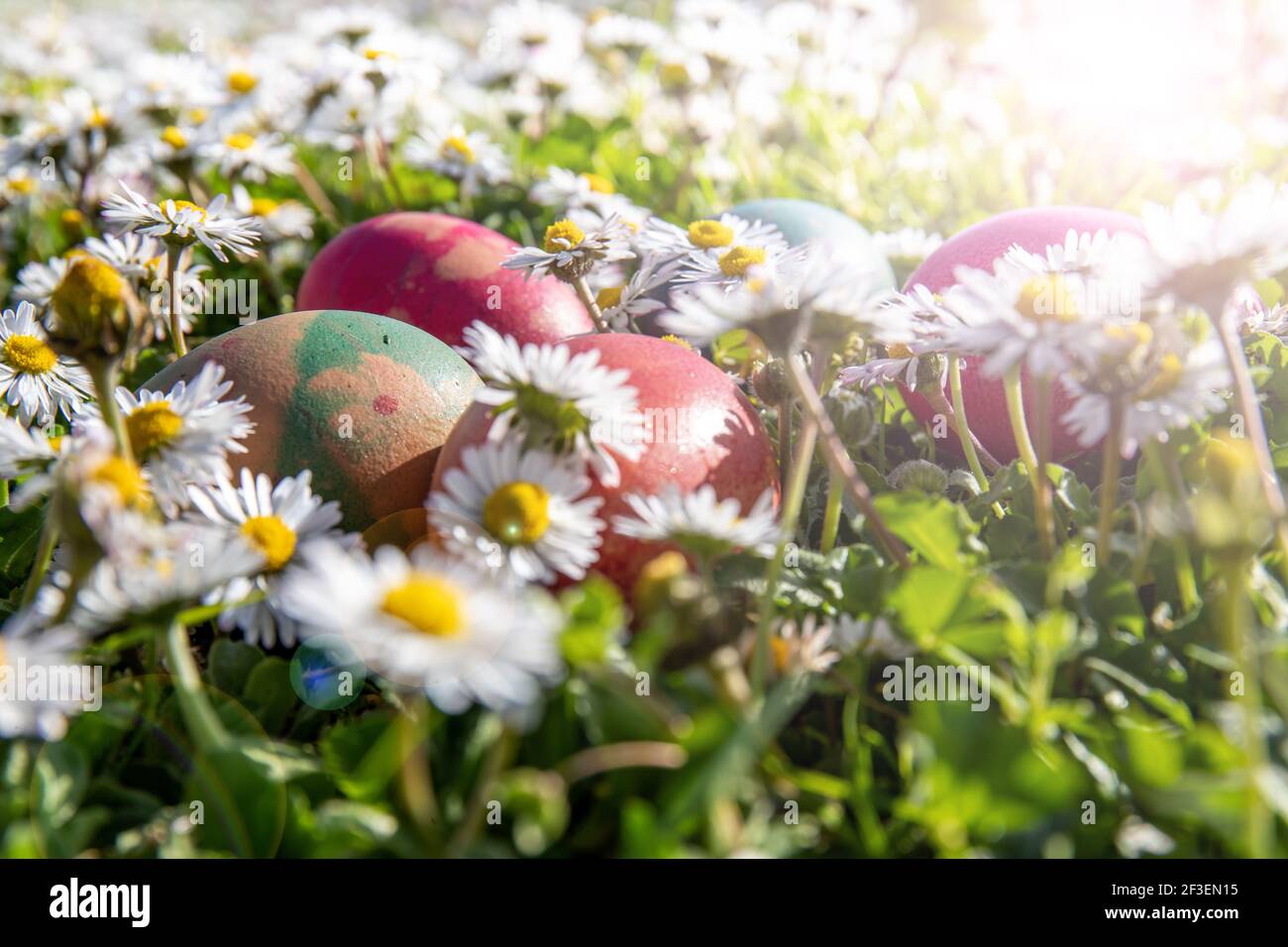 Gefärbte Eier zwischen den Gänseblümchen in einem Garten. Der Preis der Ostertrasure Jagd! Stockfoto