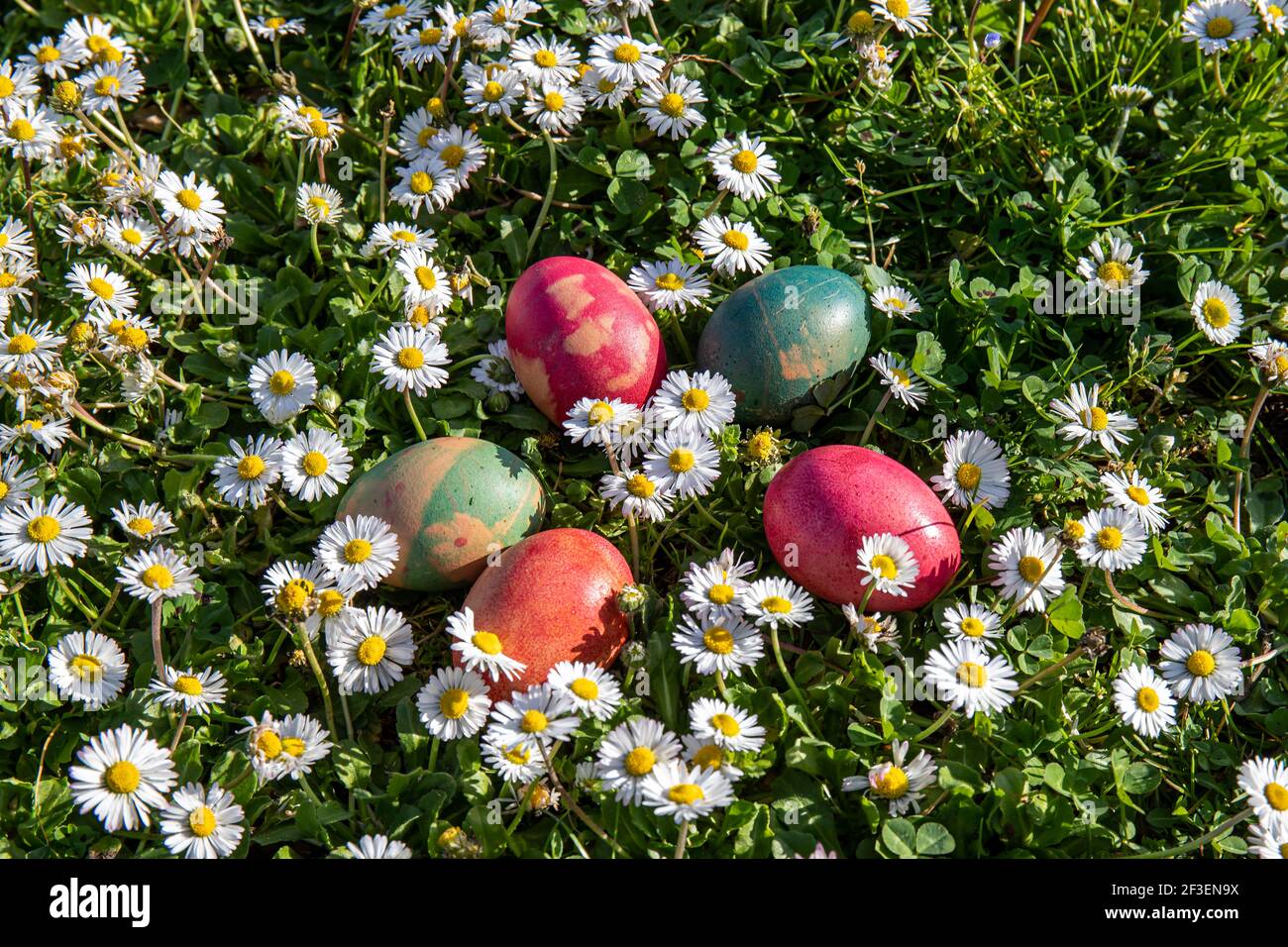 Gefärbte Eier zwischen den Gänseblümchen in einem Garten. Der Preis der Ostertrasure Jagd! Stockfoto