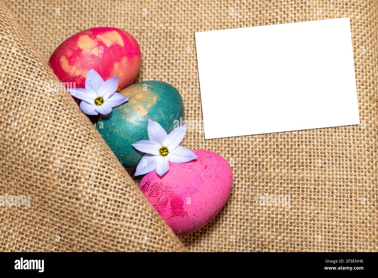 Farbige Ostereier, in Jutetuch gehüllt und mit zarten Frühlings-Sternenblumen verziert. Grußkarte für ein frohes Osterfest! Stockfoto