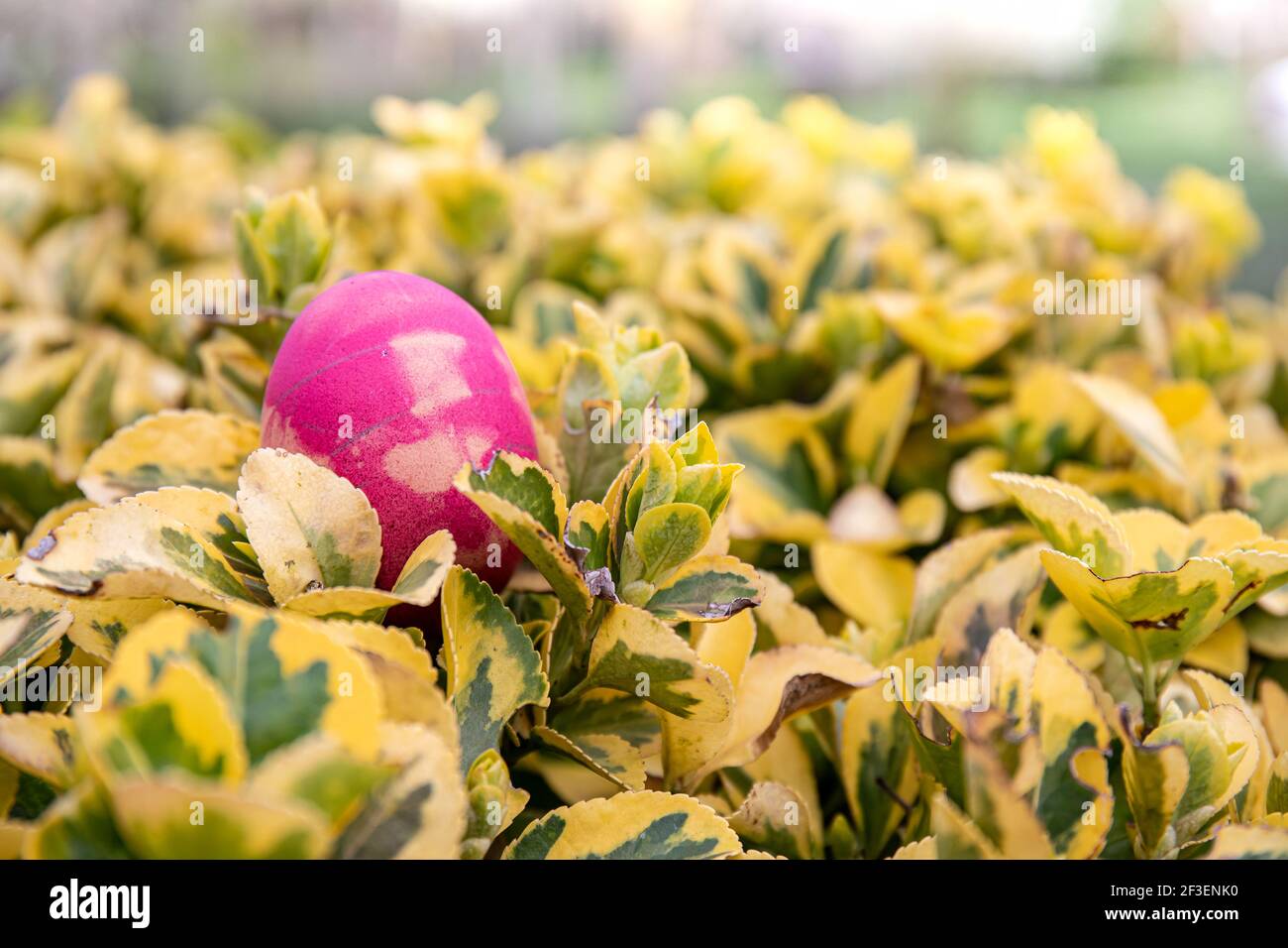 Bereit für eine Ostereiersuche? Ein rosafarbenes Ei liegt auf einem grünen und gelben Busch und wartet darauf, dass ein Kind es findet. Stockfoto